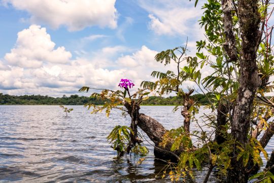 Amazon Rainforest Flora